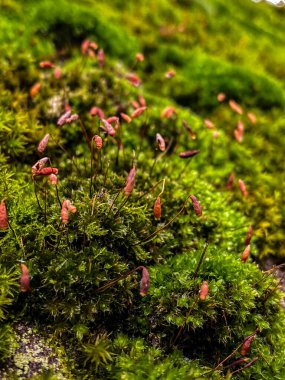 Ormandaki yosunları kapatın. Sığ alan derinliğine sahip seçici odak.