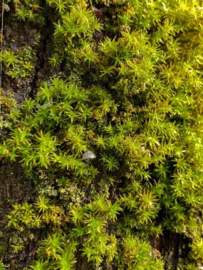 Yosun ve ağaçta küçük bir mantar, makrofotoğrafçılık.