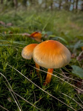 Sonbahar ormanındaki mantarlar. Sığ alan derinliğine sahip seçici odak.