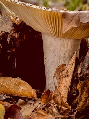 Sonbahar ormanında mantar, aşağıdan yakın çekim