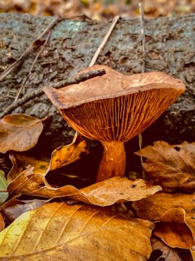 Sonbahar ormanında düşmüş bir ağaç gövdesinde mantar..
