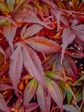 Japon akçaağacının kırmızı yaprakları, Acer palmatum..