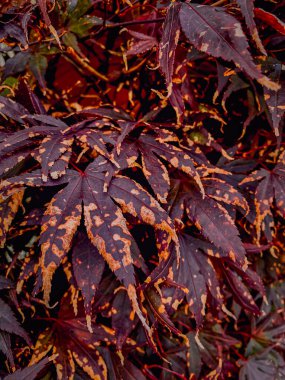 Japon akçaağacının renkli sonbahar yaprakları (Carpatia japonica)