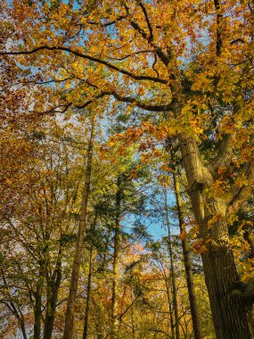 Sonbahar ormanı, sarı yapraklar ve mavi gökyüzü.