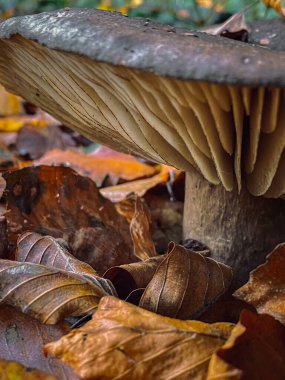 Ormanda sonbahar mantarı. yakın plan