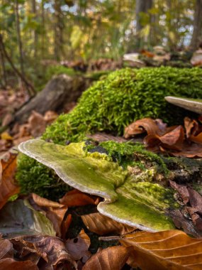 Sonbaharda ormanda düşen bir ağaçta büyüyen mantar.