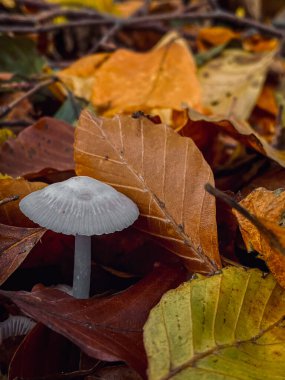 Sonbahar ormanlarında düşen yaprakların arasında mantar yetişiyor..