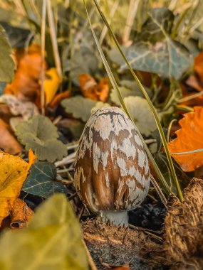 Sonbahar ormanında düşmüş yaprakların ve otların arasında mantar.