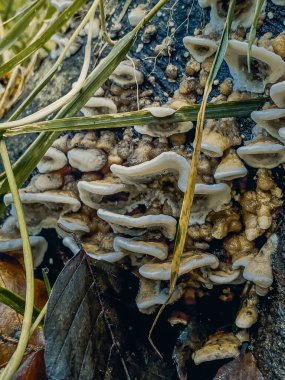 Sonbahar ormanında ağaç kütüğünde yetişen mantarlar.