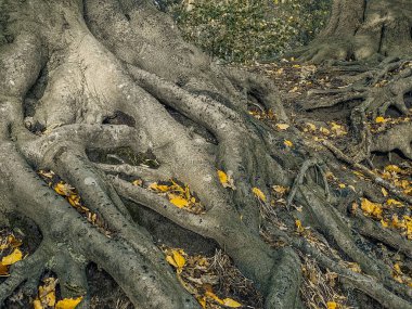 Sonbahar ormanlarında yaprakları sarı olan yaşlı ağaç kökleri. Ayarlanmış.
