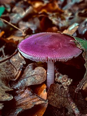 Sonbaharda ormanda büyüyen mor mantarlar. Yakın plan..