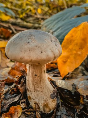 Sonbahar ormanında Boletus Edulis mantarı. Seçici odak.