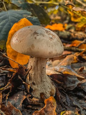 Sonbahar ormanlarında düşen yaprakların arasında büyüyen kahverengi başlık boletus.