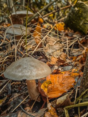Sonbahar ormanında, yaprakların ve çimenlerin arasında yenilebilir mantarlar..