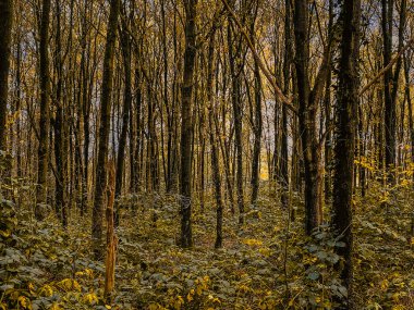 Arka planda sarı yapraklar ve ağaçlar olan sonbahar ormanı. Ayarlanmış.