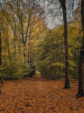 Sonbahar ormanlarında yere dökülen yapraklar ve arka planda ağaçlarla dolu bir yol.