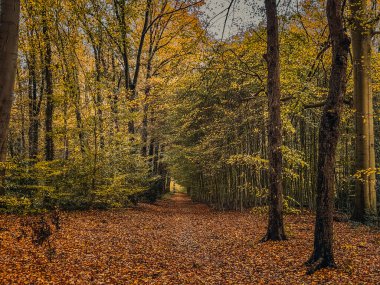 Sonbahar ormanı. Düşen yapraklar ve ortada bir patika..