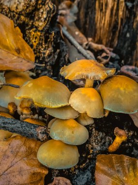Sonbahar ormanındaki mantarlar, yakın çekim makro fotoğrafçılık.