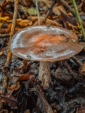 Sonbahar ormanında bir mantarın yakın çekimi. Sığ alan derinliği