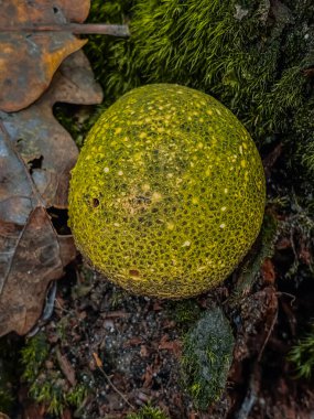 Tüy yumağı - Ormanda Lycoperdon perlatum