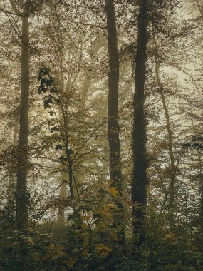 Islak ormanda sisli havada renkli sonbahar ağaçları - eski moda efektler