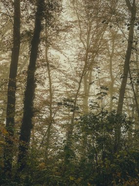 Sis ve ağaçlarla kaplı sonbahar ormanı - antika, eski tarz görünüm