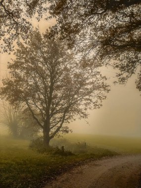 Parkta sisli bir sabah. Sisli sonbahar manzarası.
