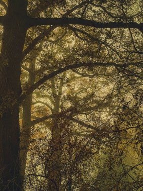 Yaşlı ağaçlar ve sis ile sonbahar ormanı. Fotoğraf eski stilde.