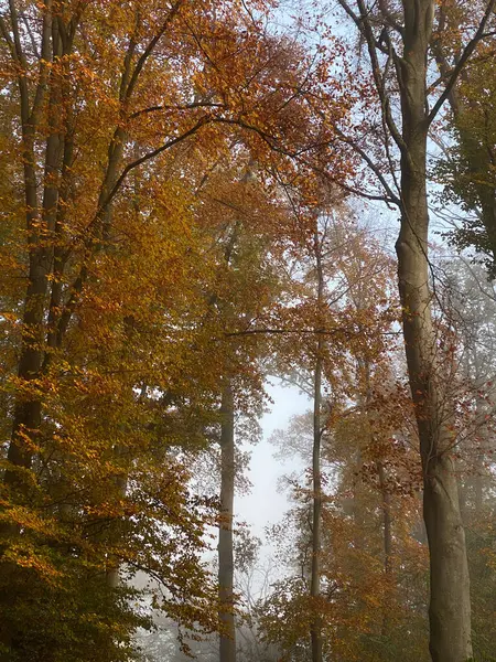 Autumn forest in the fog. Autumn forest in the fog.