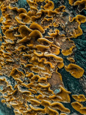 Ağaç gövdesinde sarı mantar. Yakın plan. Doğa.