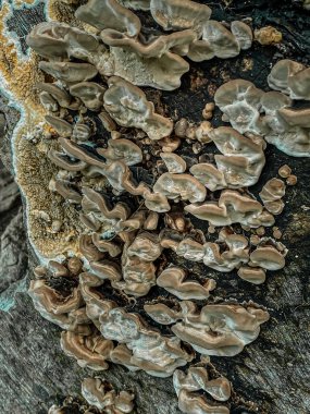 Yaşlı bir ağacın kabuğunda mantar. Yakın plan..