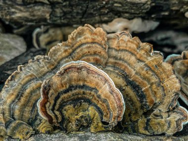 Trametes versicolor (Lingzhi mantarı) sonbaharda eski bir ağaç gövdesinde