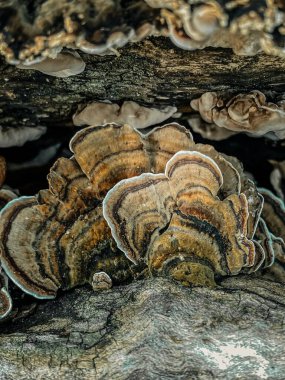 Ölü bir ağaçta büyüyen Trametes versicolor.