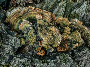 Sonbaharda eski bir ağaç gövdesinde büyüyen Lingzhi mantarı.