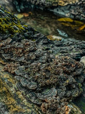 Ormandaki ölü bir ağaçtaki mantarlar. Ayarlanmış.