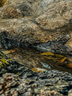 Ağacın dokusu. Yosun kaplı, büyük bir ağaç..