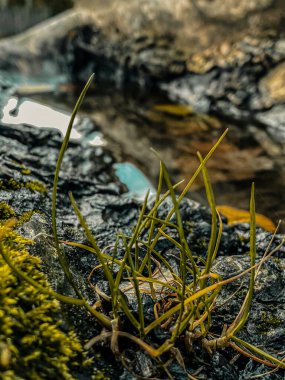 Küçük bir gölde kayaların arasında büyüyen küçük yeşil çimlere yakın.