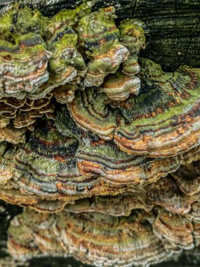 Ölü bir ağaçta büyüyen Trametes versicolor.