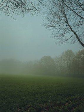 Çayırda ağaçlar ve çimlerle sisli bir sabah..