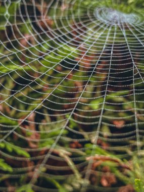 Sabah çiy damlalarıyla örümcek ağı