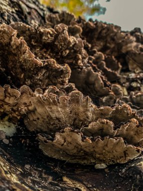 Ölü bir ağaçta büyüyen Trametes versicolor.
