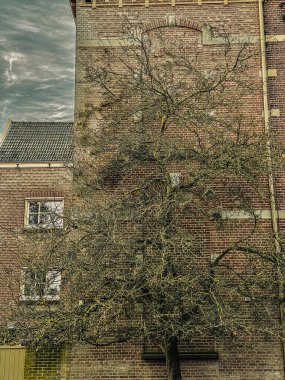 Amsterdam, Hollanda 'da eski tuğla duvar ve ağaç.