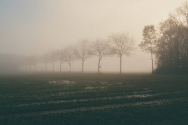 Sisli bir alanda ağaçlar - eski moda, eski tarz görünüş