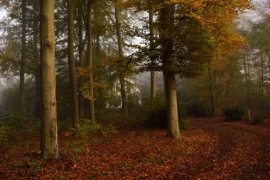 Sabah sisinde sonbahar ormanı