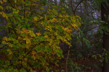Islak ormanda, sisli sabah ışığında renkli sonbahar ağaçları.