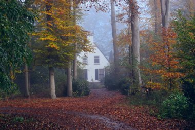 Hollanda 'da sisli bir ormanda evi olan sonbahar manzarası