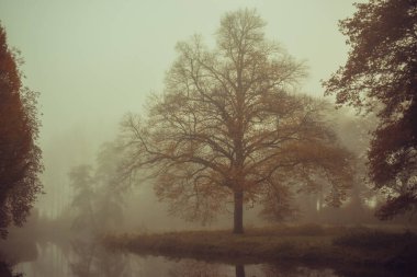 Sisin içinde nehrin kıyısında sonbahar ağaçları.