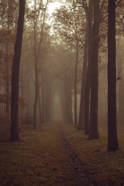 Sisli bir sabahta sonbahar ormanı. Güzel sonbahar manzarası