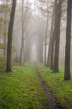 Sisli bir sabahta sonbahar ormanında yol. Sonbahar manzarası.
