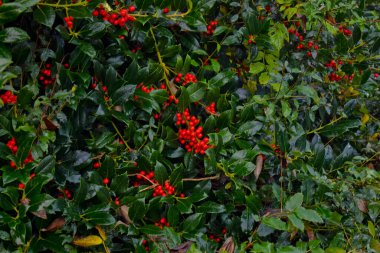 Kırmızı böğürtlen ve yeşil yapraklı Ilex aquifolium bitkisi